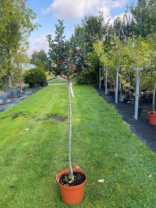 Ostrokrzew Meserva BLUE ANGEL Pa100