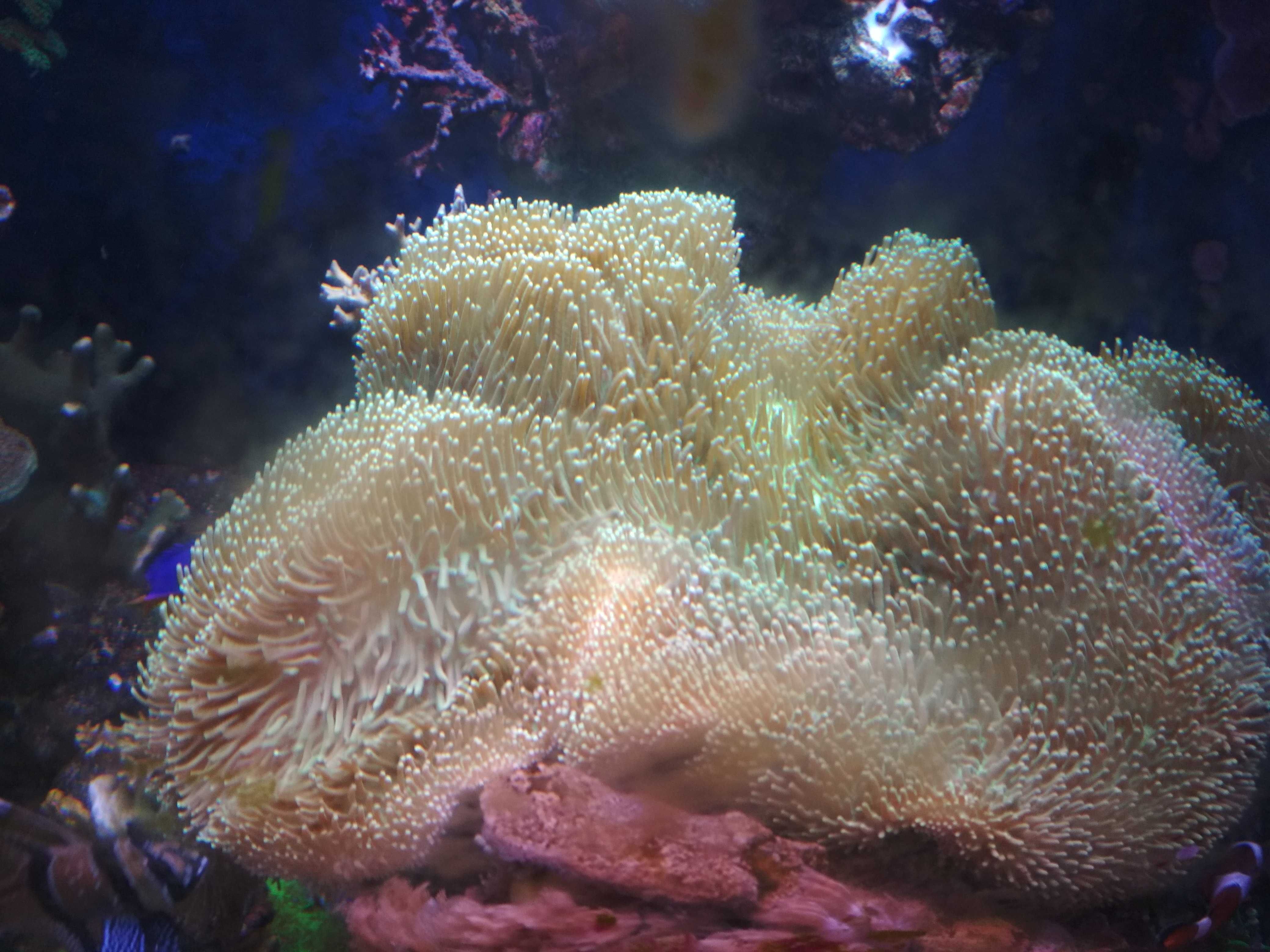 Sarcohyton crasicaule ultra fluo