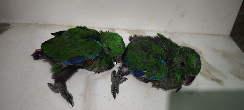Papagaios écletus para acabar de criar à mão