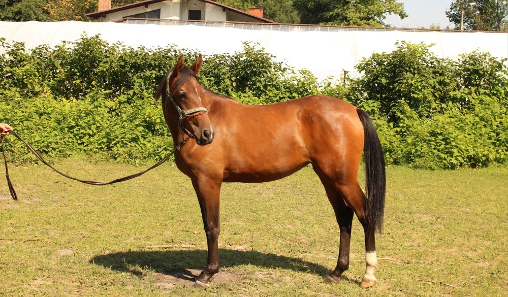 Piękna klacz do sportu po Quanan Rouge