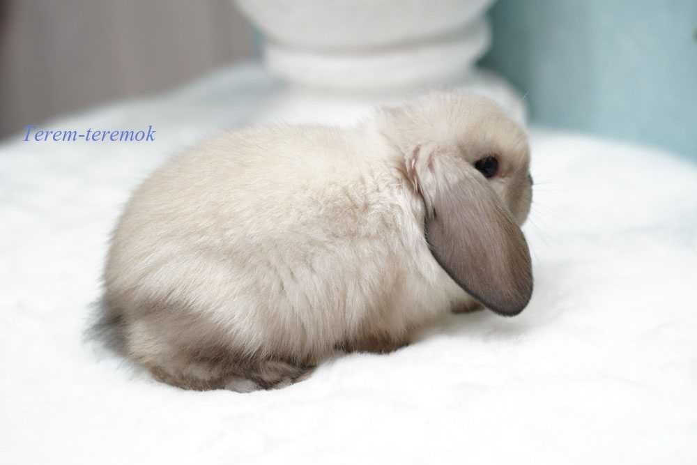 Породистый вислоухий крольчонок из питомника! Самая маленькая порода!