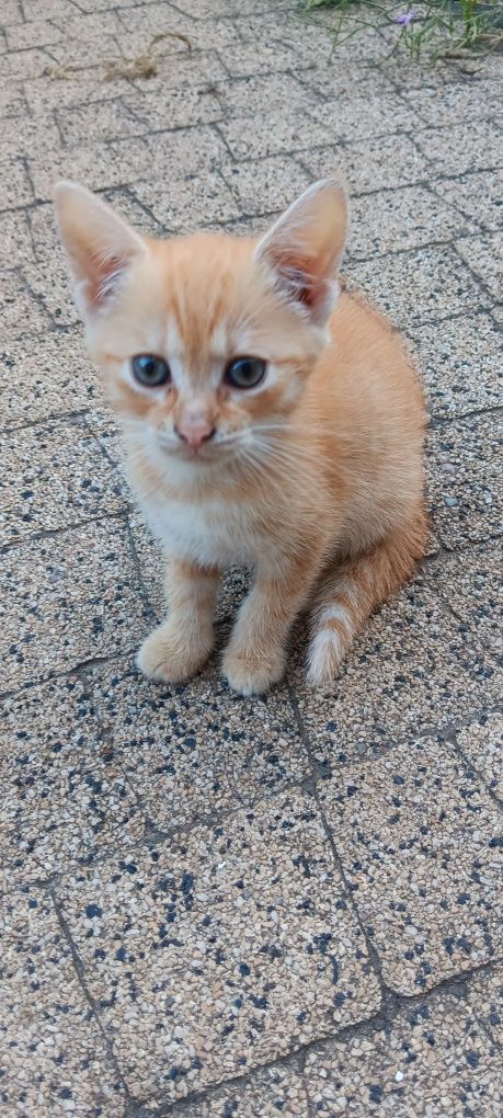 Kochane kotki do adopcji