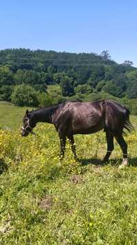 Cavalo tratador com livro verde