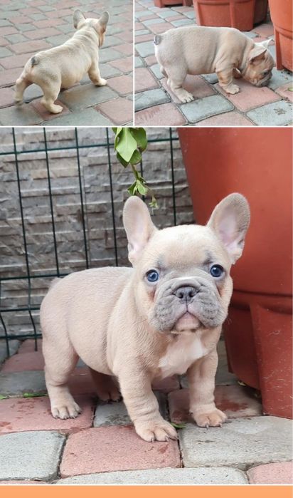 Обирай найкращого Блакитно палевого французика