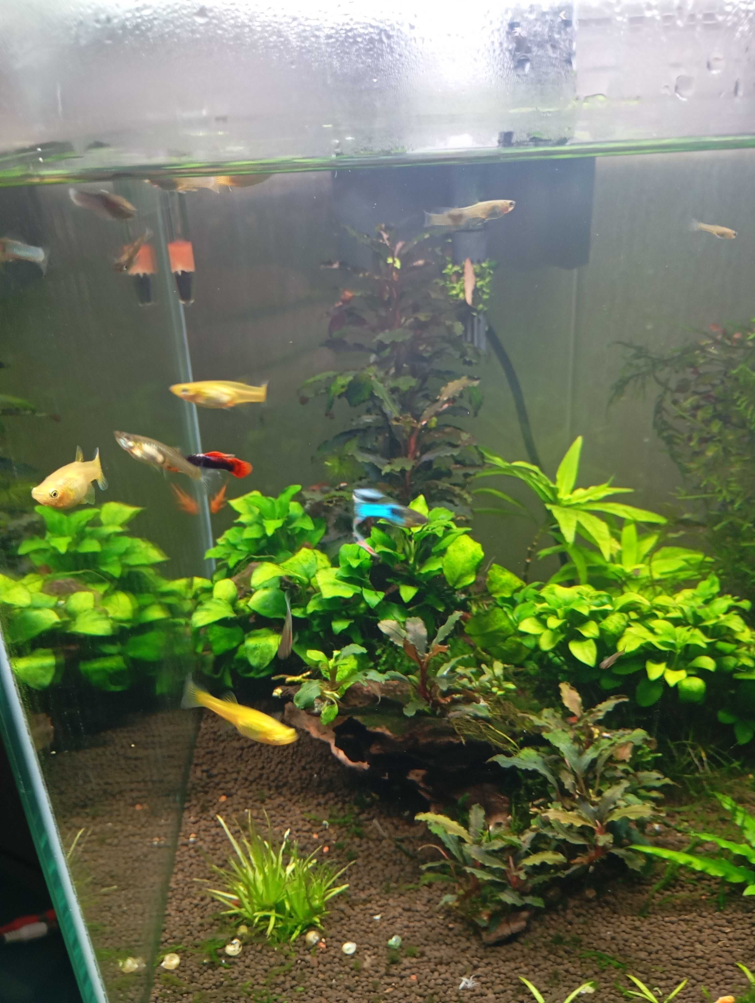 Aquario Cubo Aquatlantis