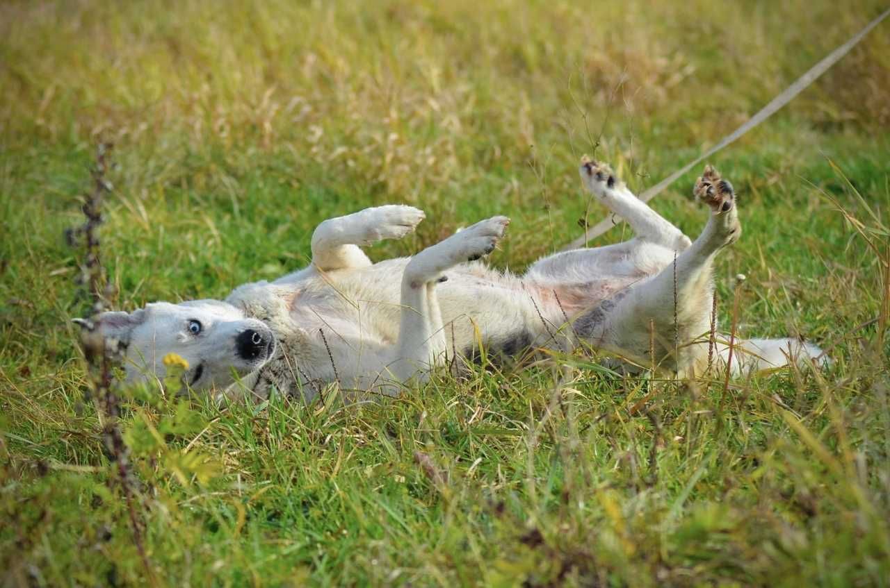 Molli - błękitnooka dama wypatruje domu!