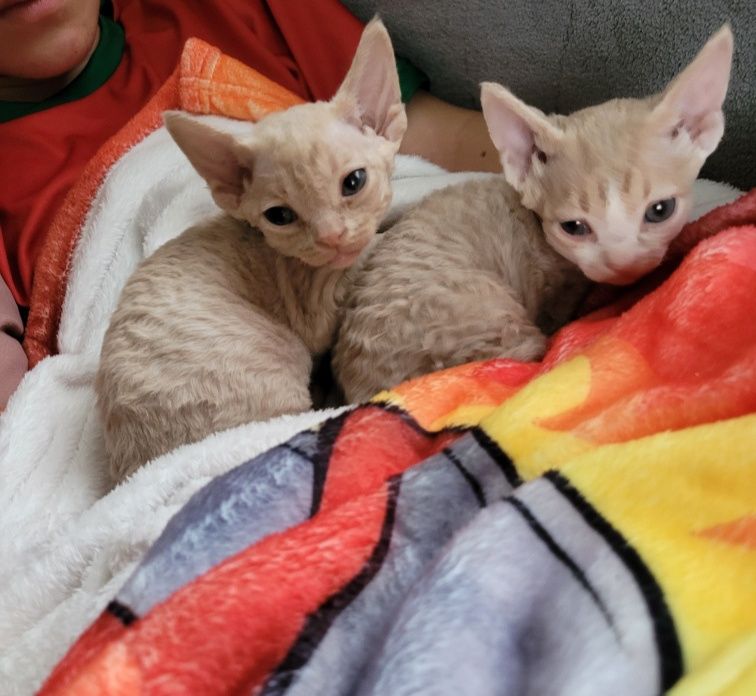 Devon rex liliowy kocurek