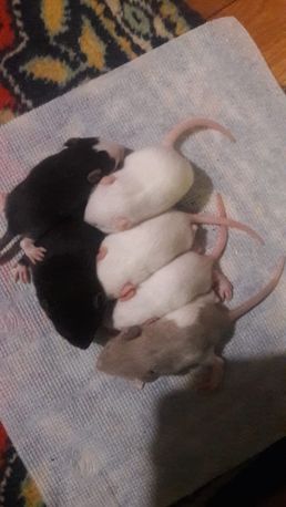 Продам милых крысят