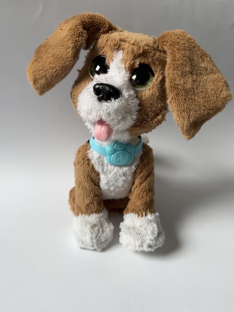 Husbro Fur Real Rozgadany Charlie Rozszczekany Beagle