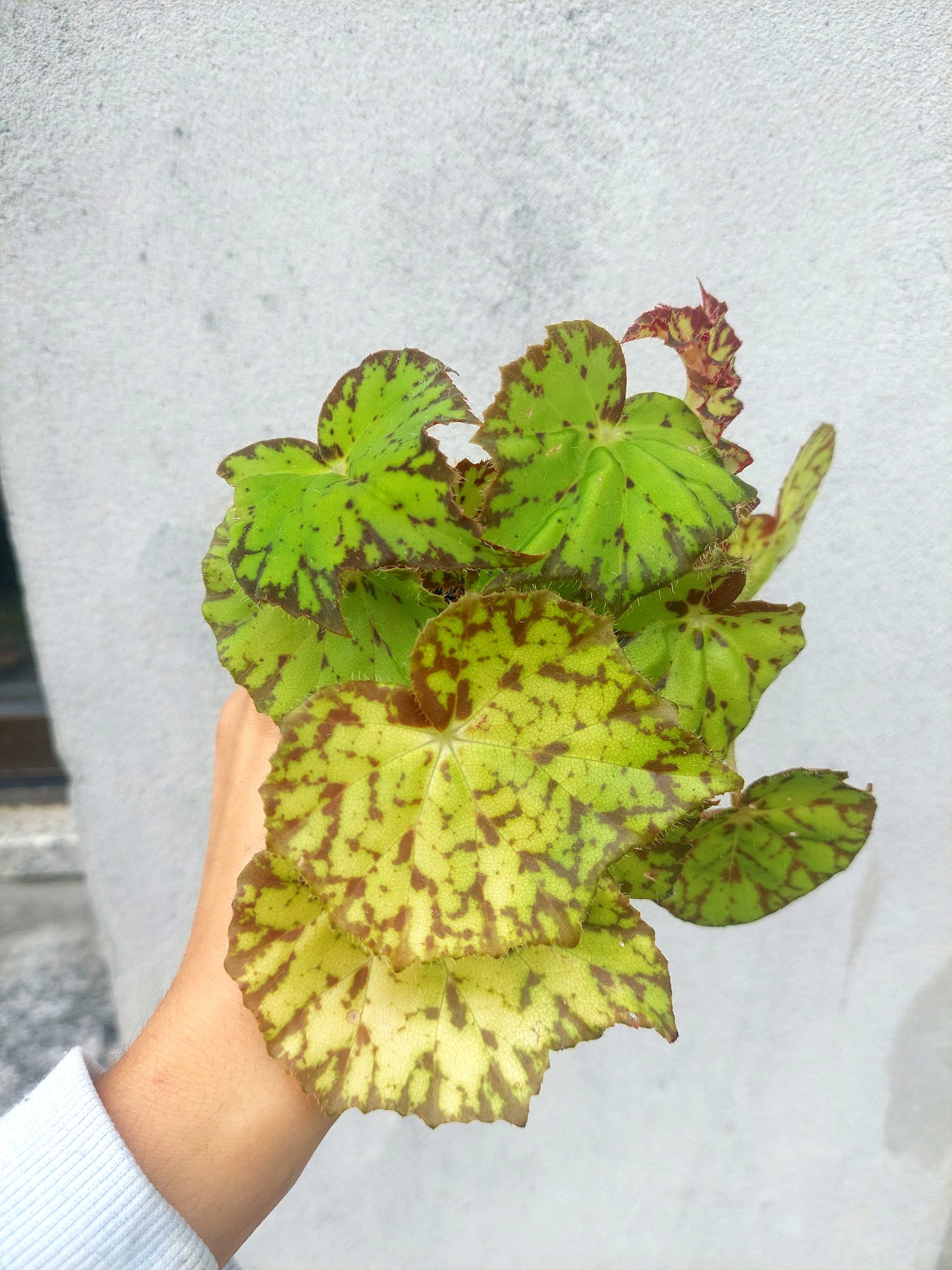 Planta Begonia Froggy