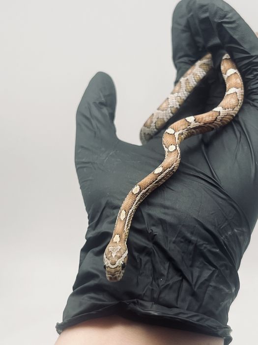 Wąż zbożowy możliwa wyprawka transport