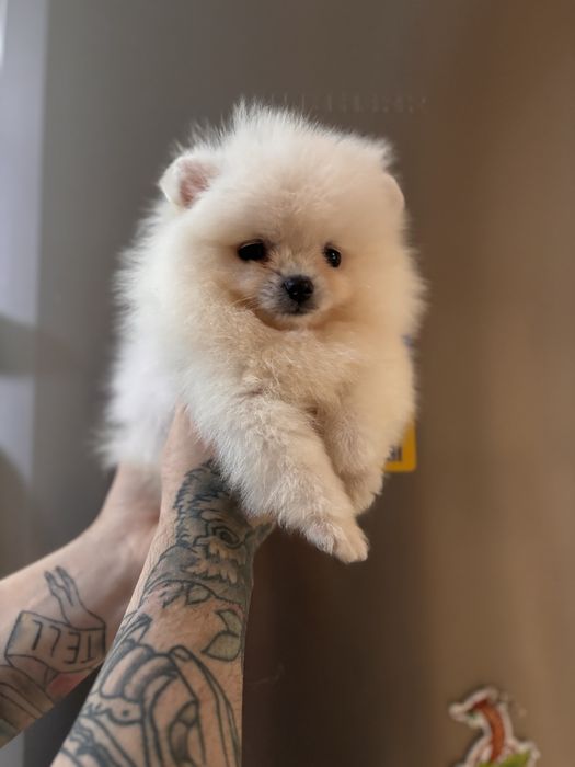 шикарний Ведмедик шоу класу