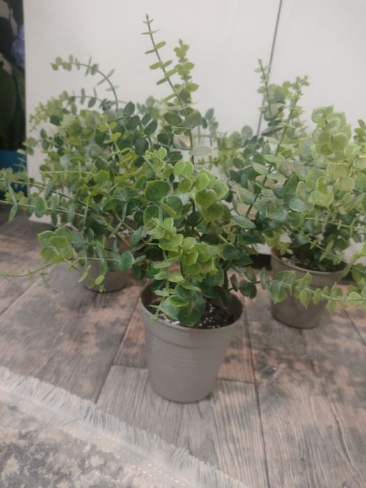 Декоративний самшит