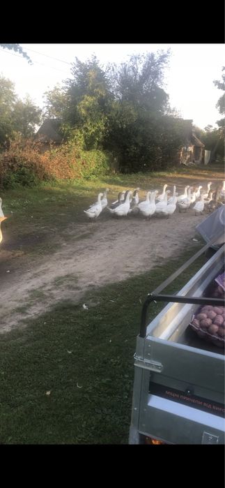 Домашня гуска, індюшка, мясо гуски та індюшка.