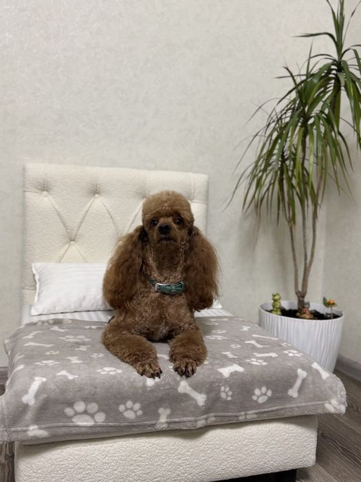 Вязка мальчика карликового пуделя. Харьков