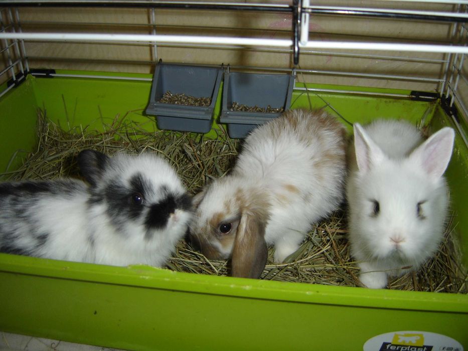 КРОЛИКИ  Декоративные. Детки. Домашние. Ручные. разные. есть КЛЕТКИ.