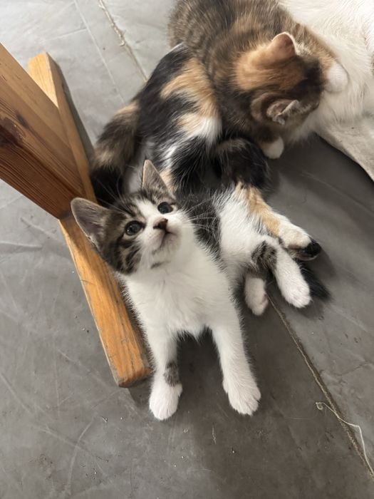 Котик, котеня, кіт, киця