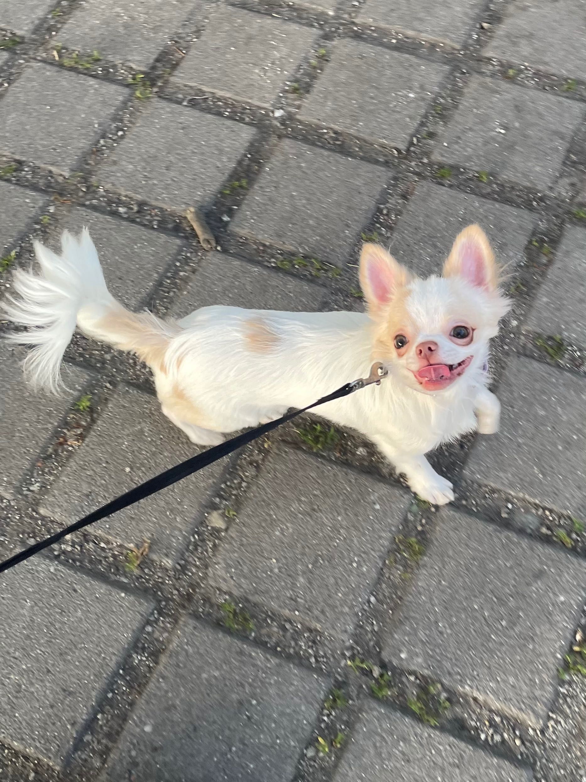 Śliczny malutki - Chihuahua długowłosy ZKwP
