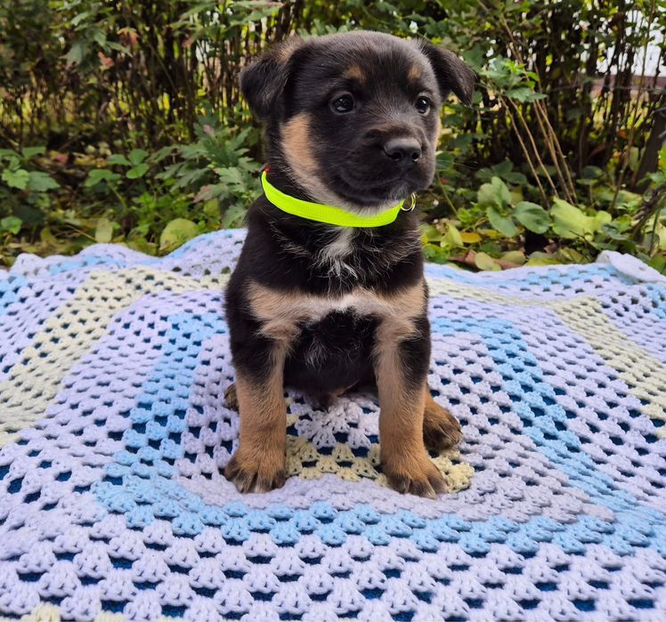Цуценята-маленькі розбишаки в добрі руки безкоштовно