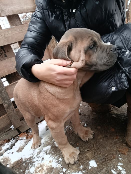 Piękny pies Cane Corso szczeniak