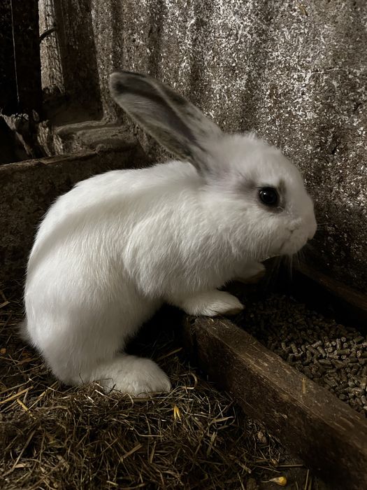 Sprzedam młode  króliki