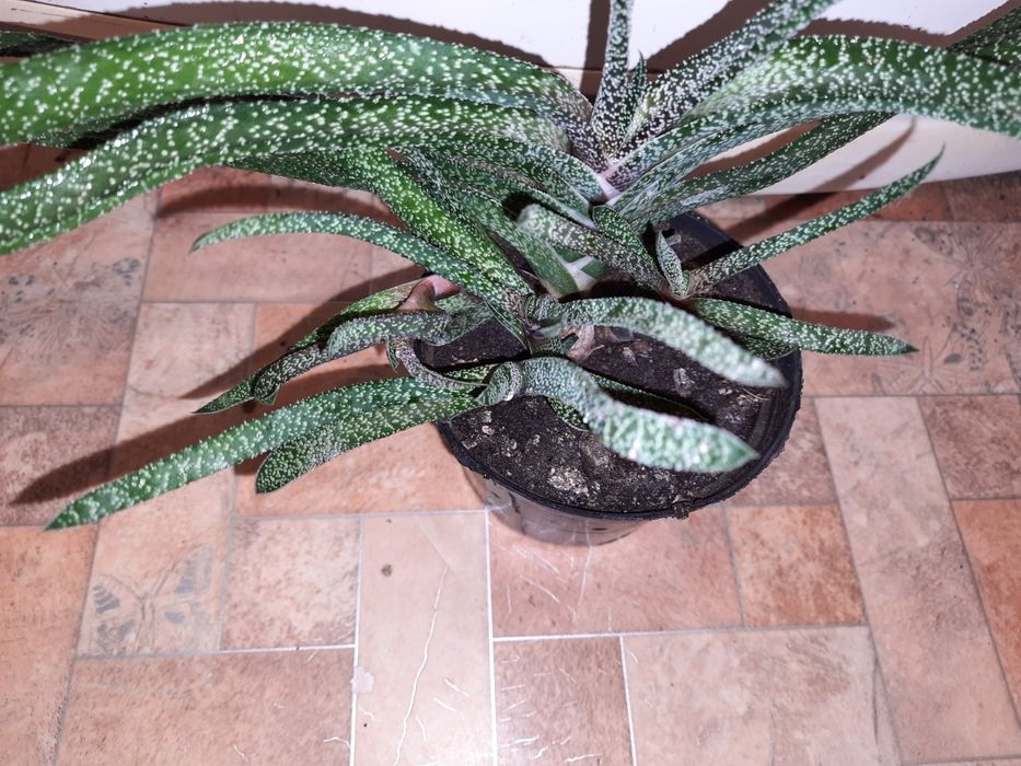 Гастерия бородавчатая,