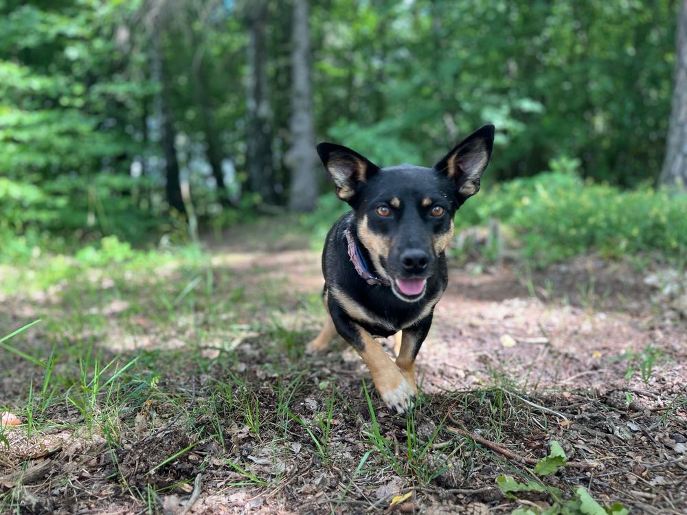 Nala gotowa do adopcji