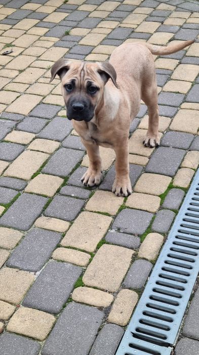 Suczka  Cane Corso płowa