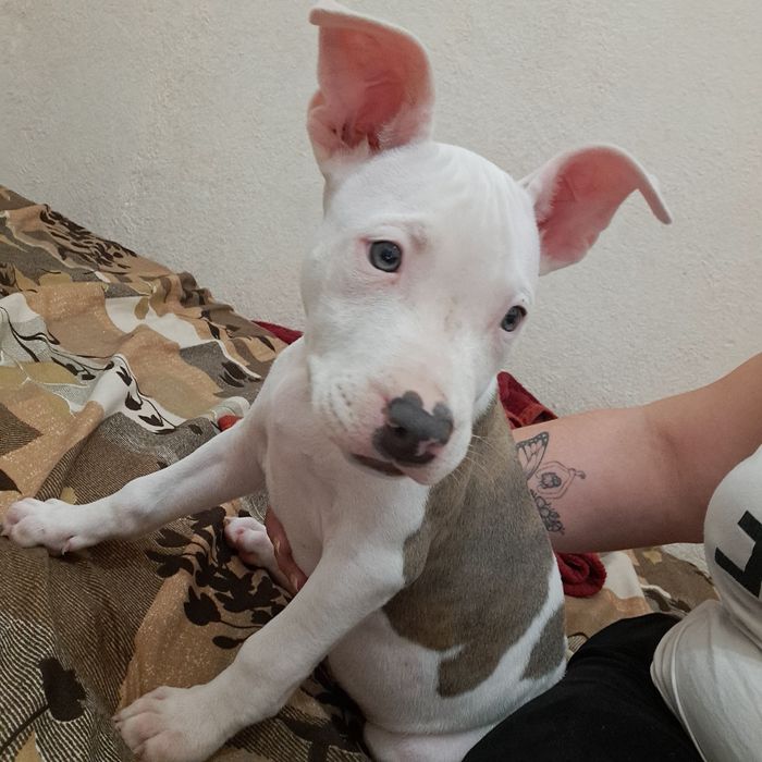 Продам щенка Американского стаффа