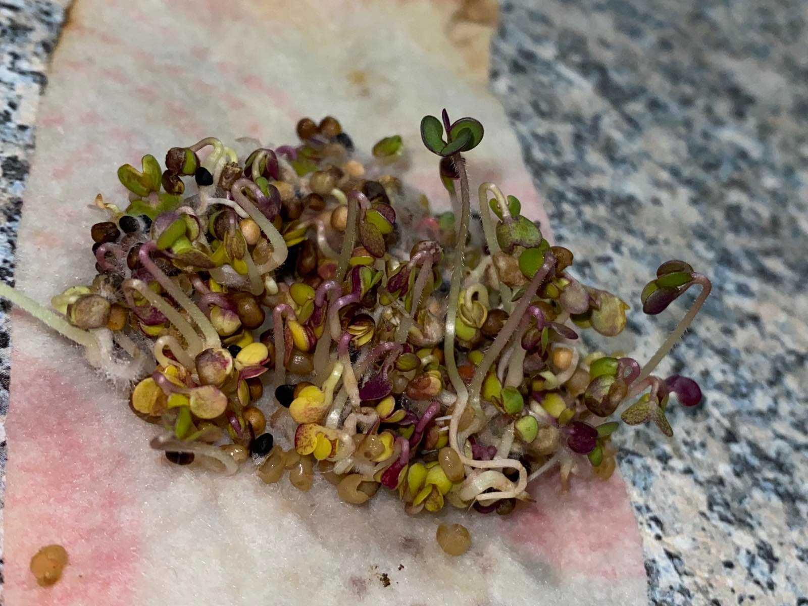 семена горчицы белая и желтая