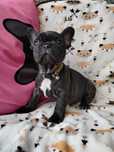 Buldog francuski