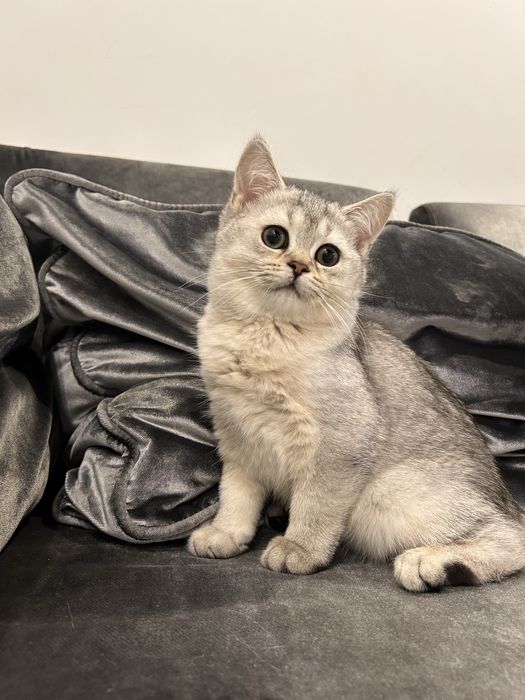 Котик британська короткошерста кошеня кіт