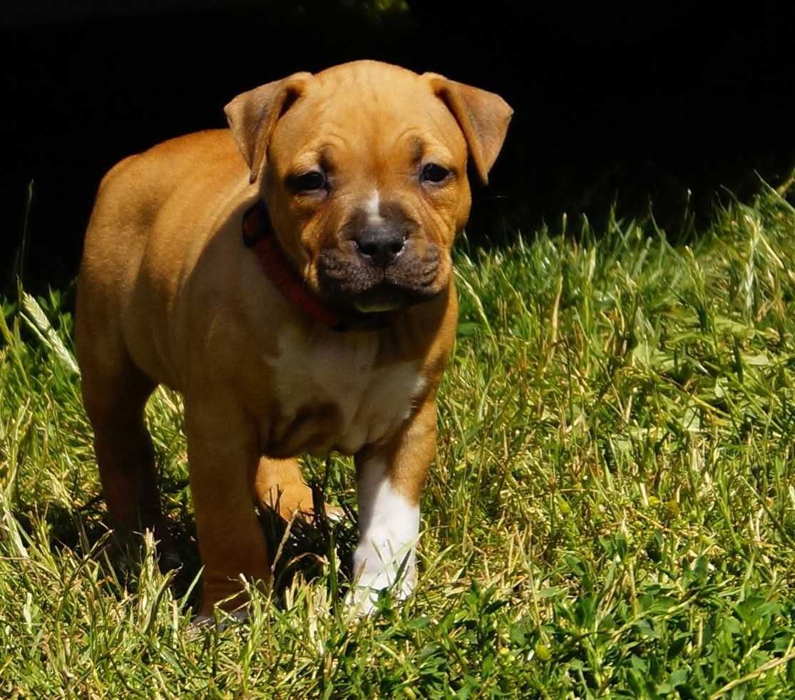 Esha, płowa sunia American Staffordshire Terrier, Amstaff FCI