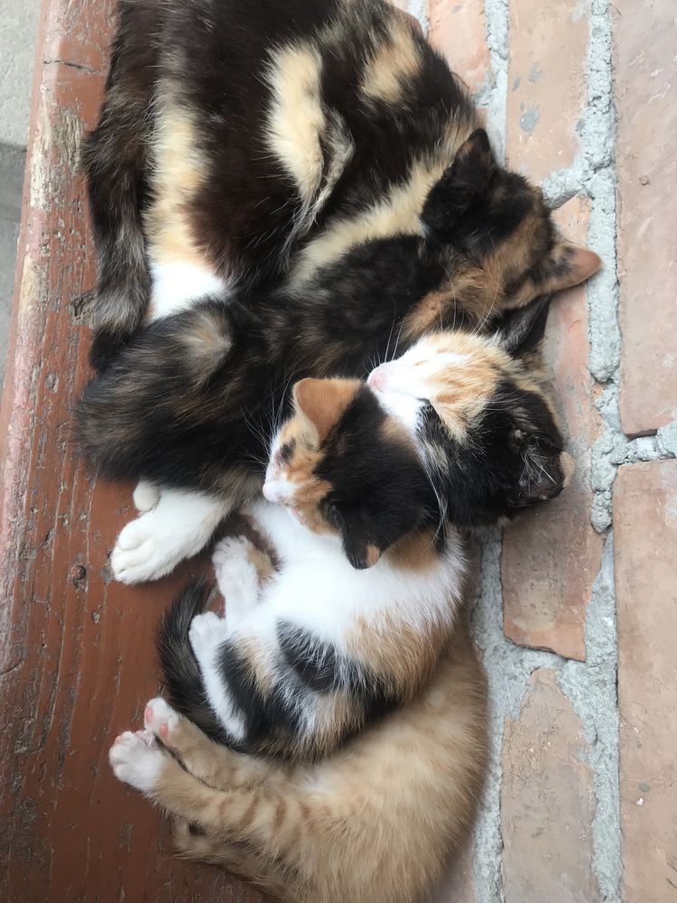кошенята в добрі руки