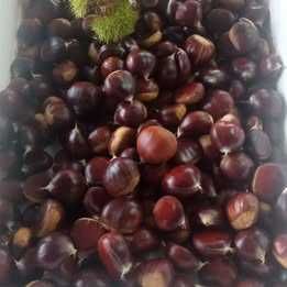 Castanhas frescas Marinha Grande