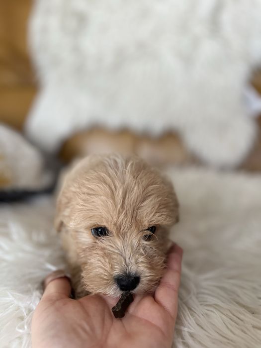 Maltipoo- suczka