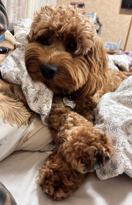 Хлопчик кокапу шукає дівчинку.