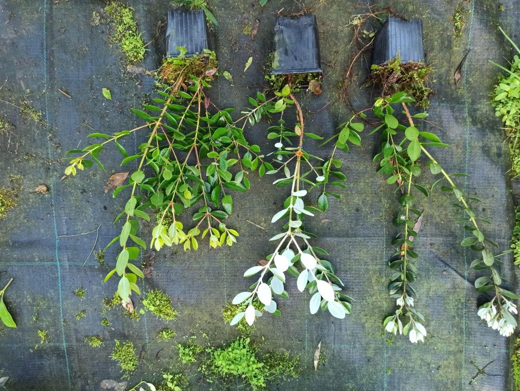 Sebes de Metrosideros, vedaçao natural varias alturas