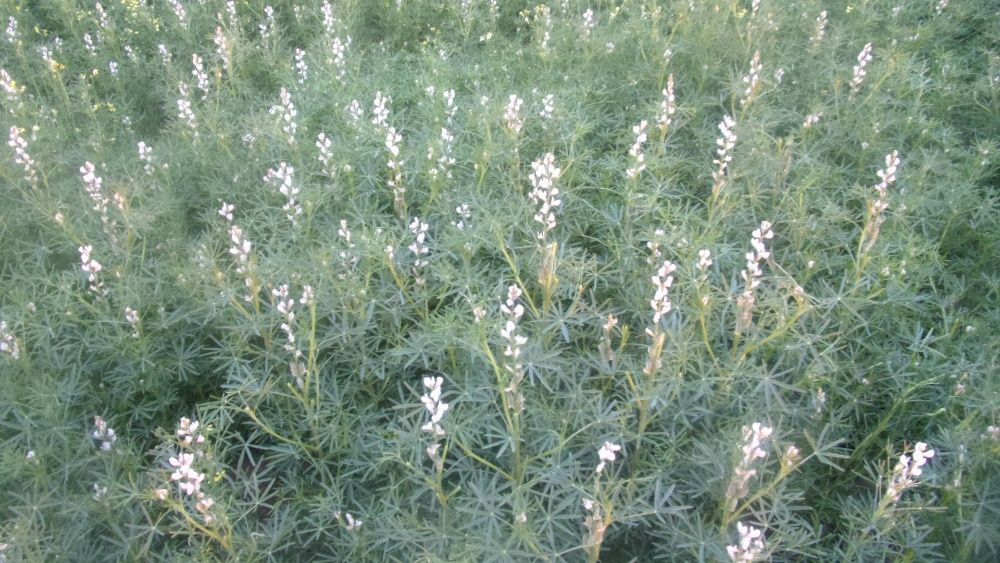 Nostrzyk.łubin.seradela.żyto jare.owies..facelia.gryka.pszenżyto.gorcz