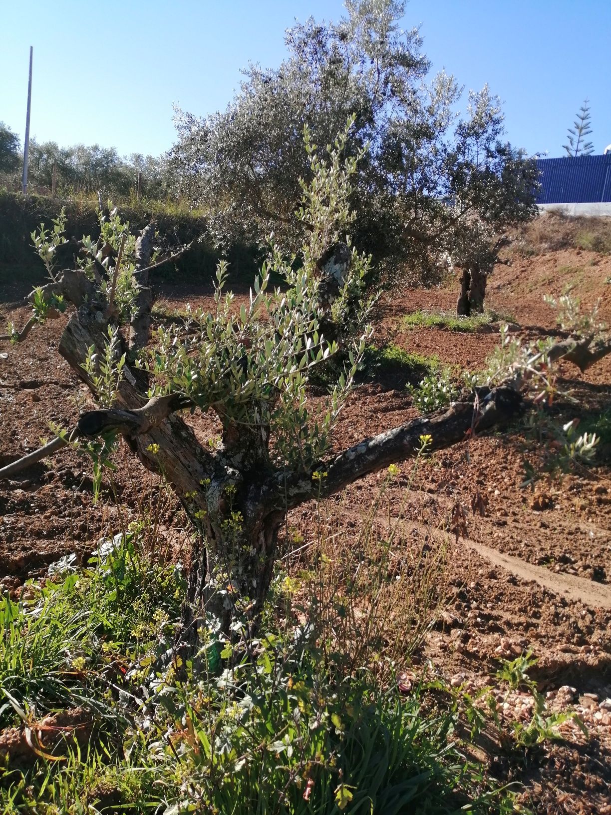 Oliveiras galegas centenárias