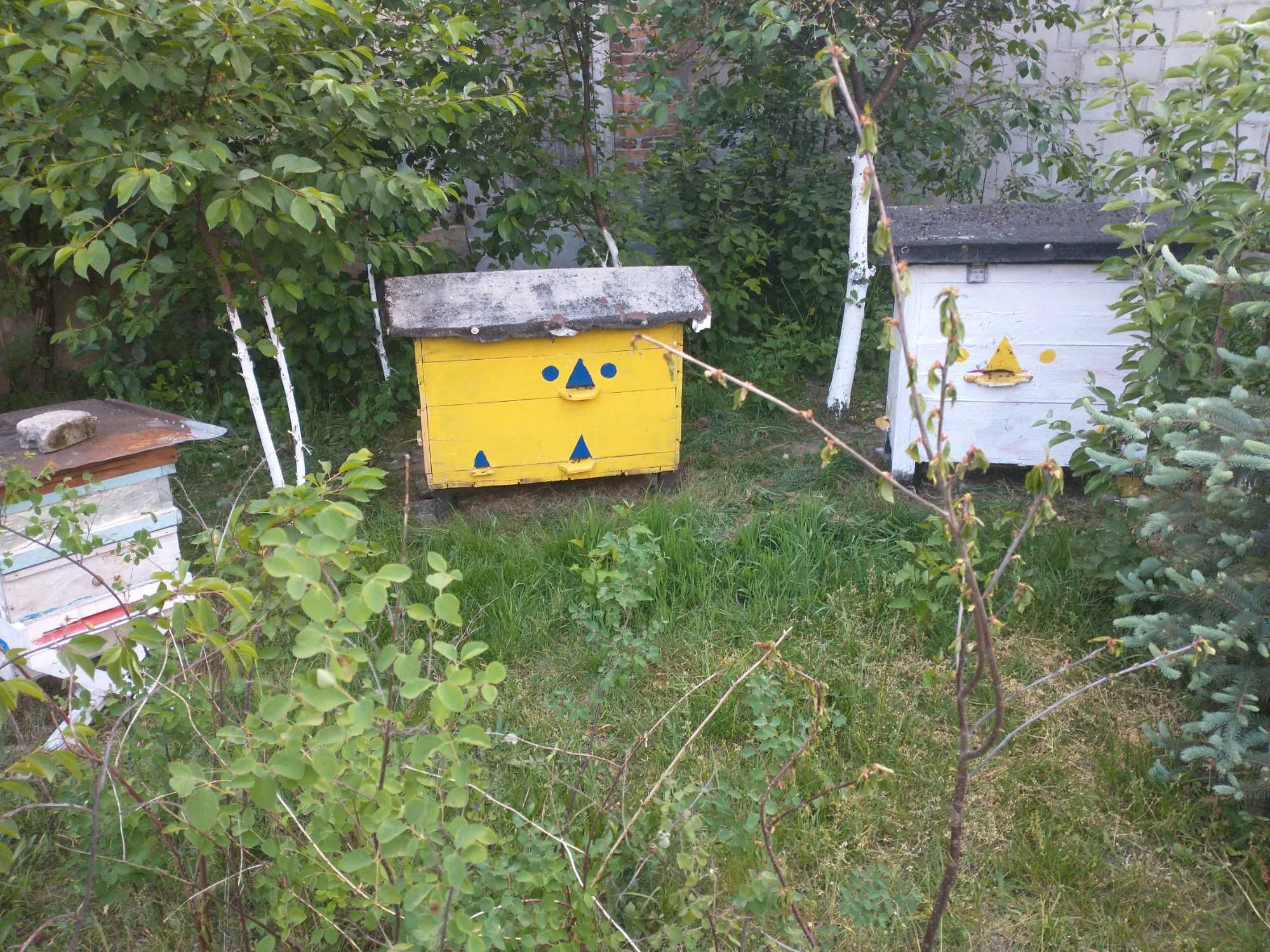 Sprzedam rodziny pszczele
