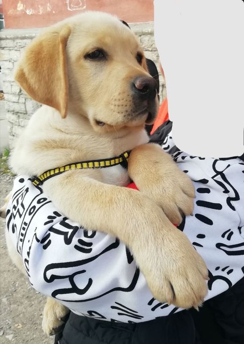 Щенок лабрадор 3 міс