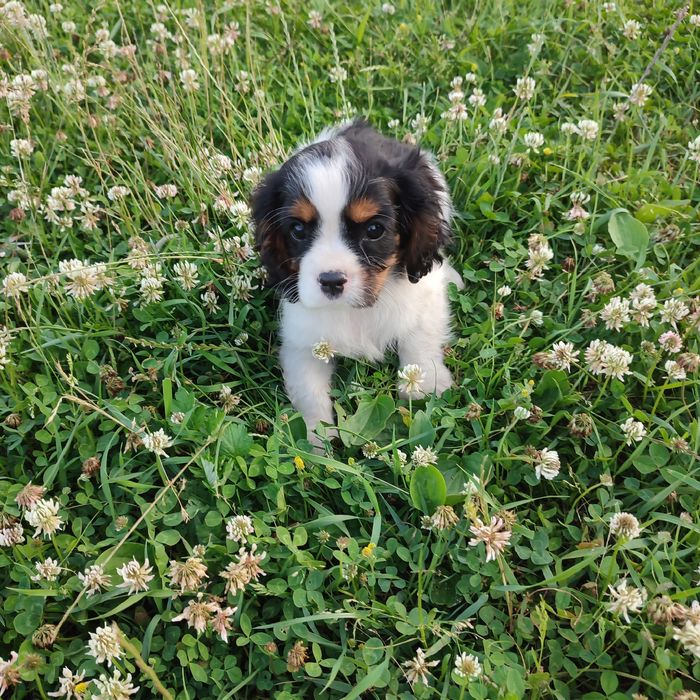 Cavalier King Charles Spaniel Suczka tricolor