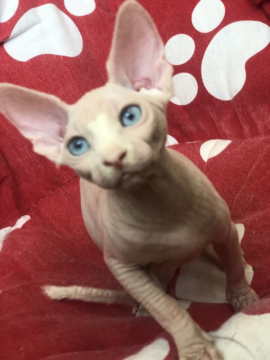 Сфинкс красотка !