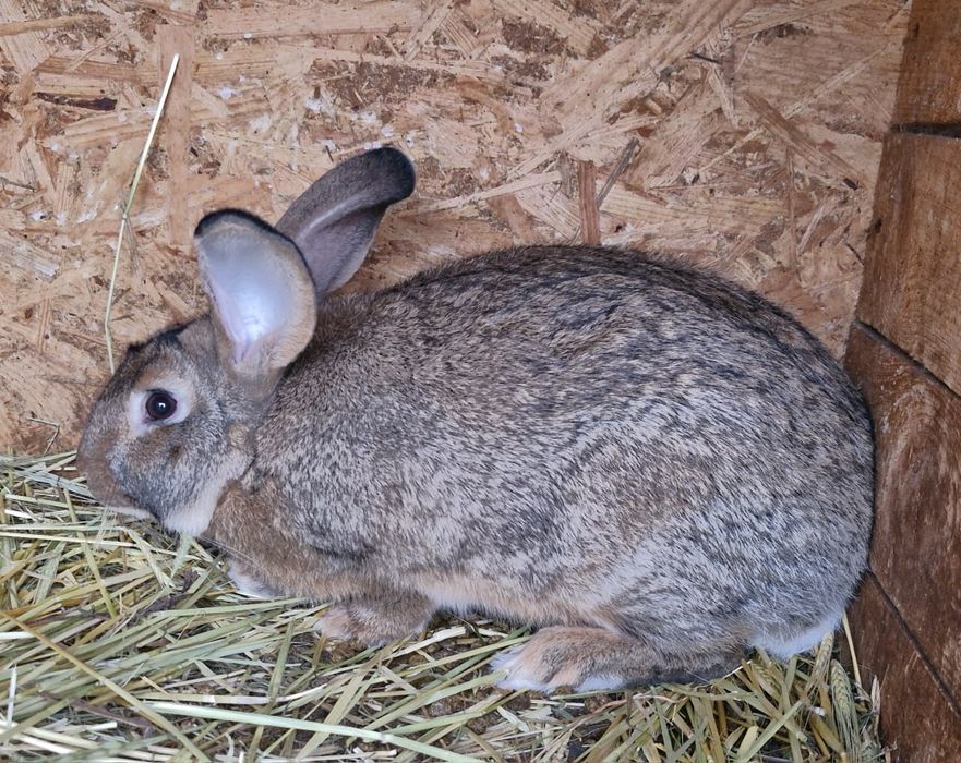 Продам кролів живою вагою