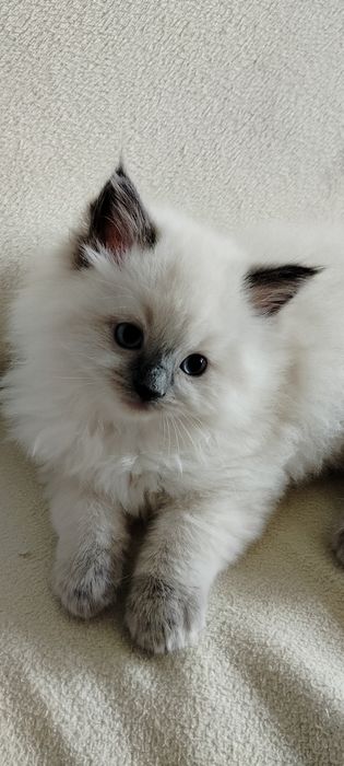 Śliczna kociczka ragdoll