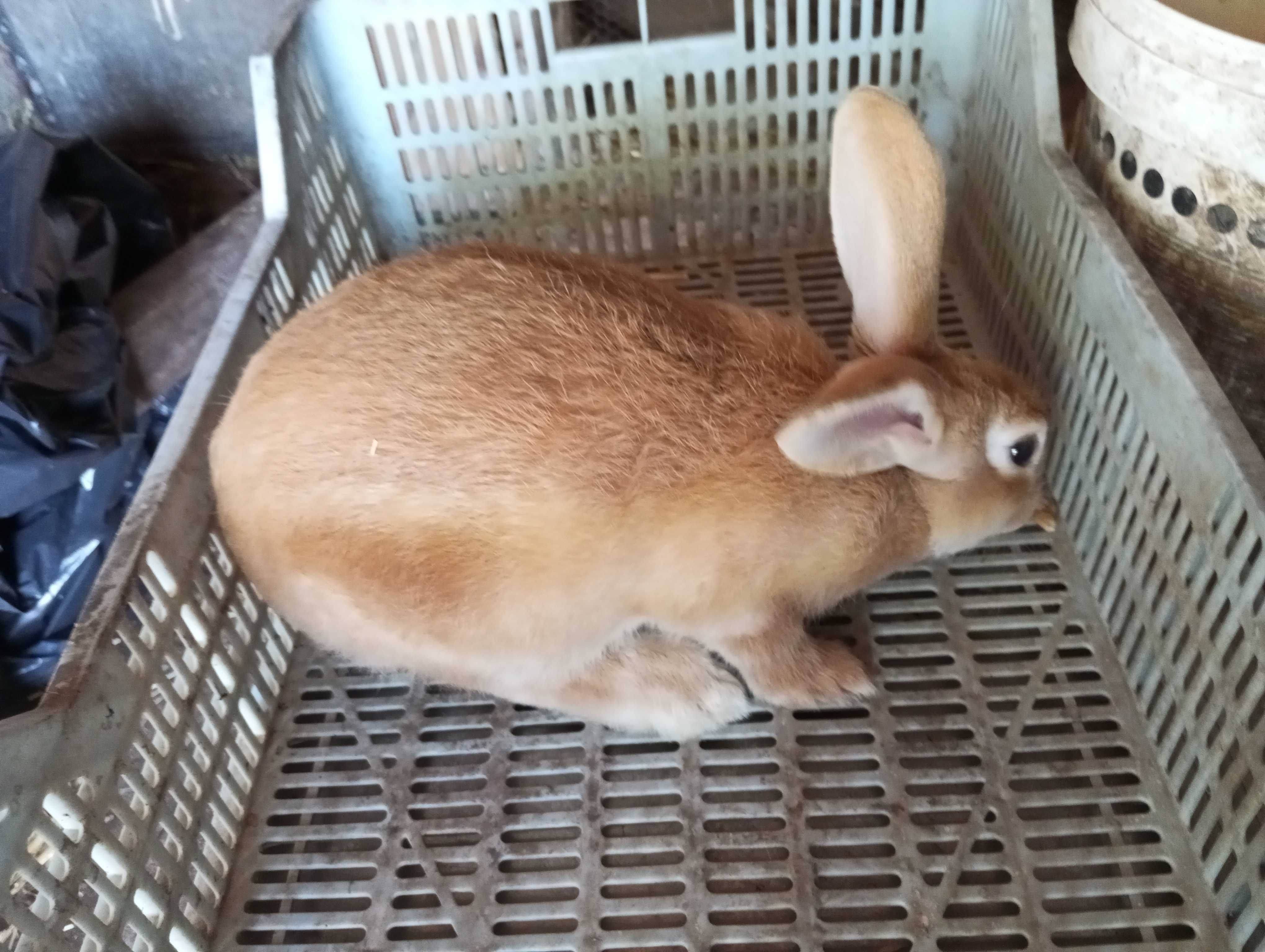 Coelhos caseiros