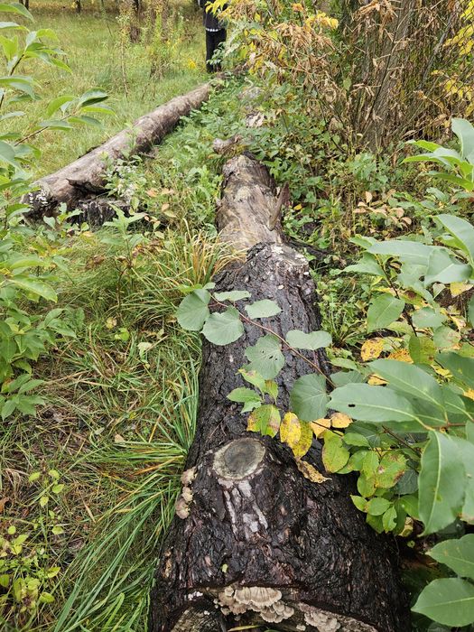 sprzedam drewno sosnowe drzewa