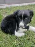 Suczka Border Collie | Szczeniaki Border Collie