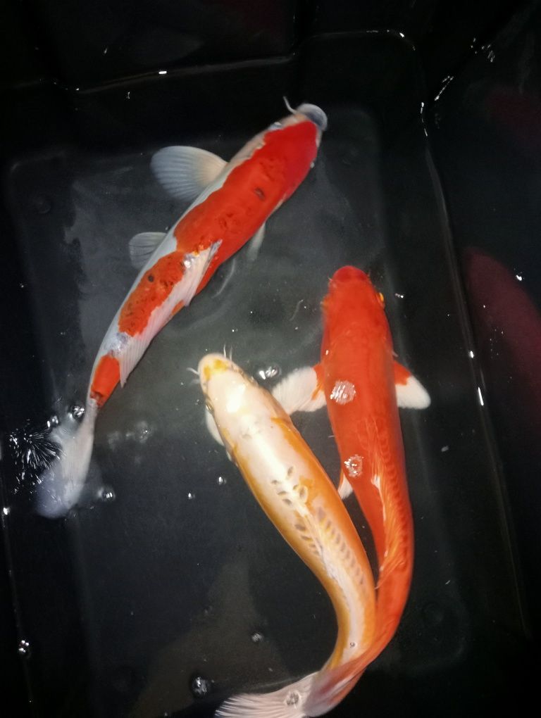 Carpas koi 45cm +/-